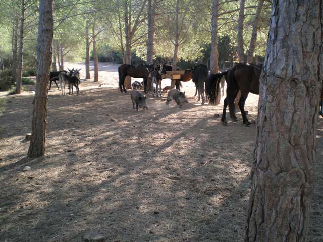 Mentre i cavalli mangiano, un gruppo di cinghiali si precipita tra le loro gambe per raccogliere il cibo che cade.